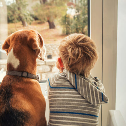 Who Gets to Keep the Family Pet After a Divorce?