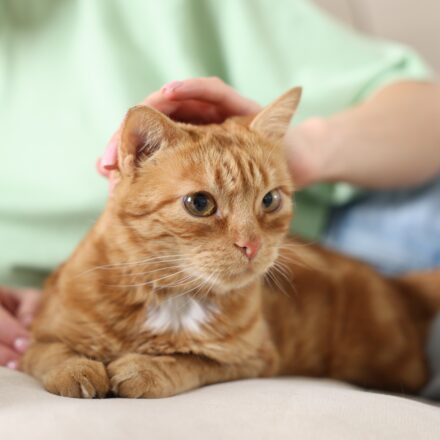 Ohio Appeals Court Upholds Denial of Replevin Claim Over Disputed Cat Ownership