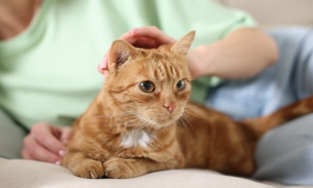Ohio Appeals Court Upholds Denial of Replevin Claim Over Disputed Cat Ownership